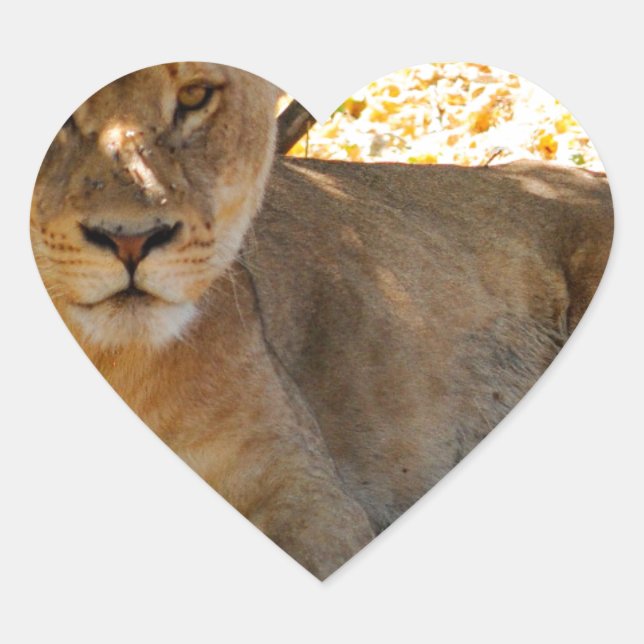 Adesivo Coração Siesta Time (Frente)