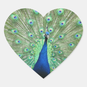 Adesivo Coração Sticker (hrt) - Peacock