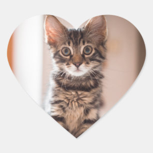 Adesivo Coração Tabby Kitten na Mesa