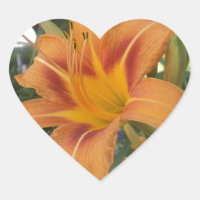 Tiger lily no verão