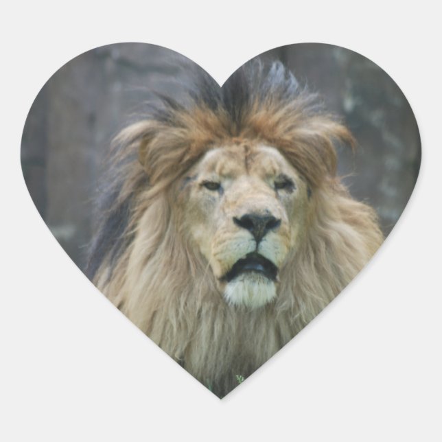 Adesivo Coração Vinheta de Leão (Frente)