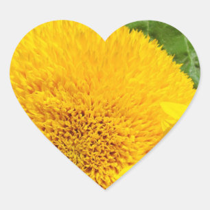 Adesivo Coração Vinhetas de flores solares de verão Forma cardíaca
