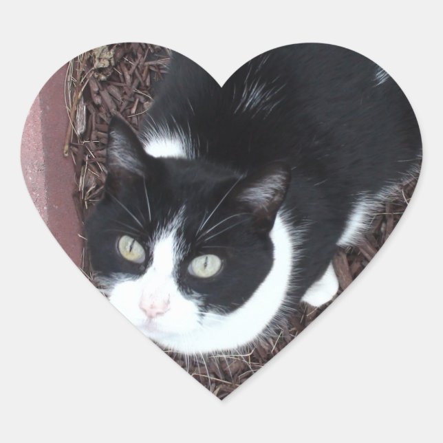 Adesivo Coração Vinhetas de Gato de Olho Verde, Preto e Branco (Frente)