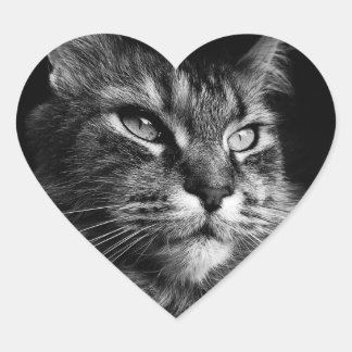 Adesivo Coração Vinhetas de Gato do Maine Coon