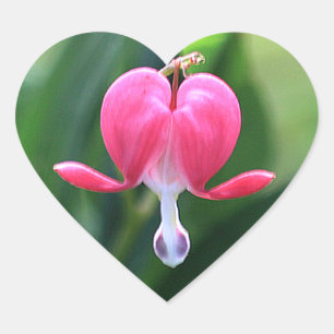 Adesivo Coração Vinhetas de vedação da flor do coração a sangrar