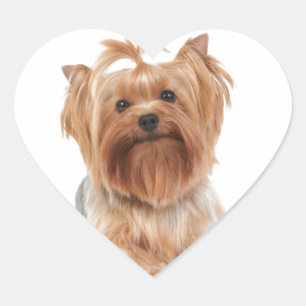 Adesivo Coração Yorkshire terrier