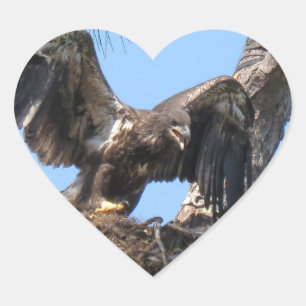 Adesivo Coração Young Florida Bald Eagle Stickers