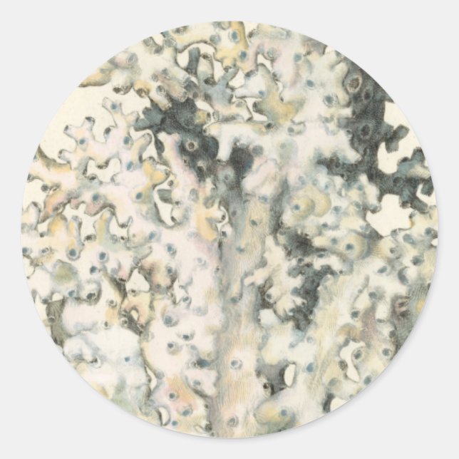 Adesivo Coral de Aquarela Antiquada (Frente)