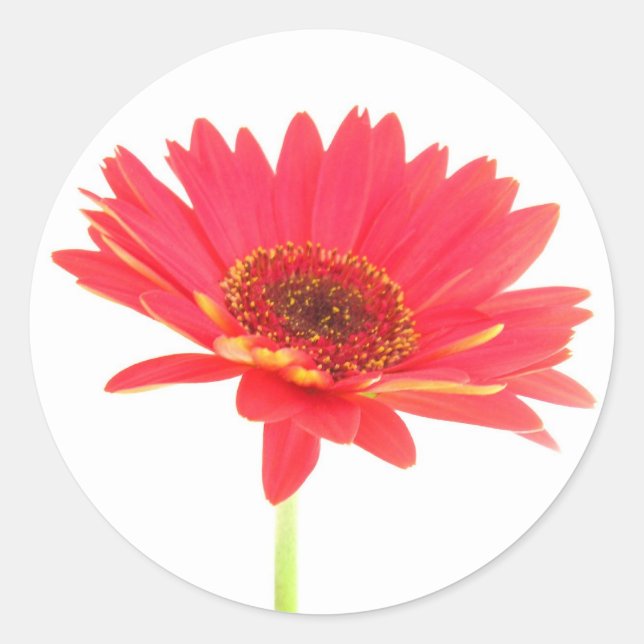 Adesivo Coral Red Gerbera Daisy Stickers (Frente)
