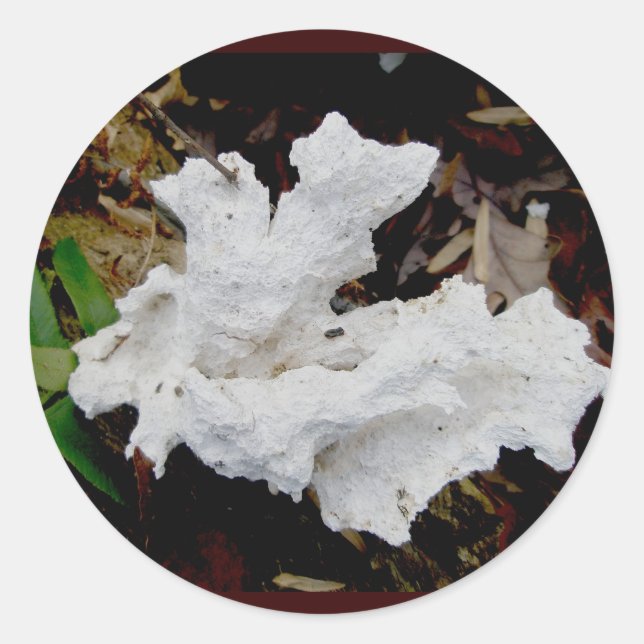 Adesivo Coral Shelf Fungus Stickers (Frente)