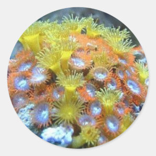 Adesivo Coral Stickers