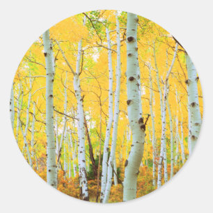 Adesivo Cores de outono das árvores Aspen 1
