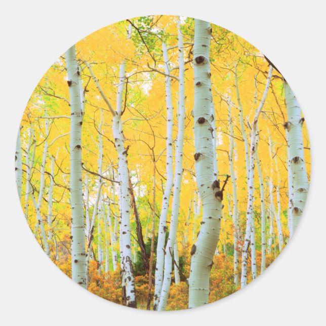 Adesivo Cores de outono das árvores Aspen 1 (Frente)
