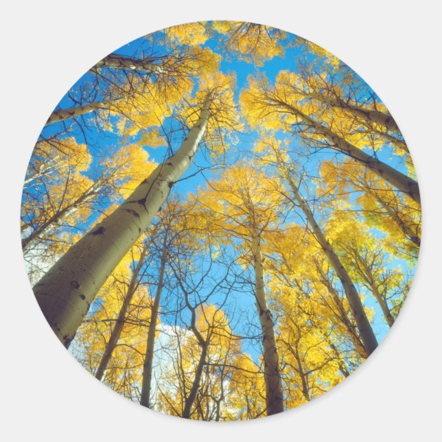 Adesivo Cores de outono das árvores Aspen 2 (Frente)