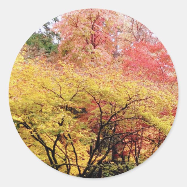 Adesivo Cores de queda em Seattle (Frente)