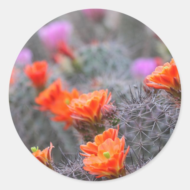 Adesivo Cores do deserto (Frente)