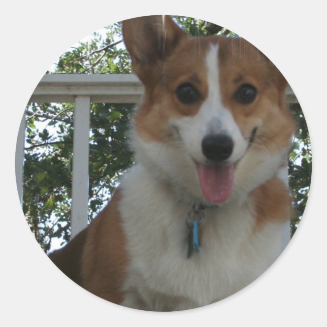 Adesivo Corgi Puppy Dog Sticker (Frente)