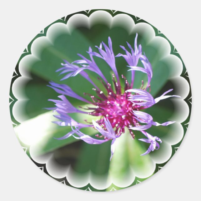 Adesivo Cornflower Sticker (Frente)
