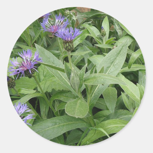 Adesivo Cornflower Sticker (Frente)