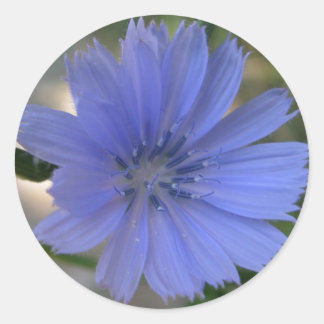 Adesivo Cornflower Sticker