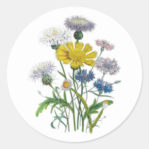 Adesivo Cornflowers