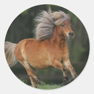 Adesivo Corredor diminuto do cavalo