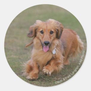 Adesivo Corredor do Dachshund de Miniture