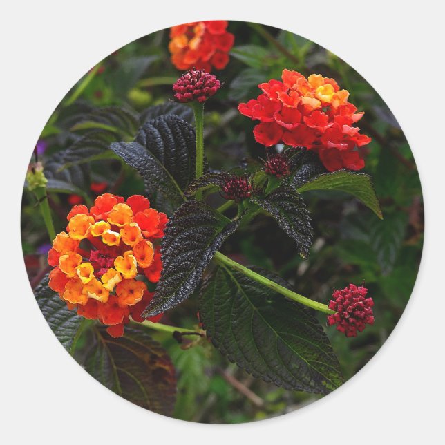 Adesivo Cortina Vermelha Laranja Lantana nº 1 (Frente)