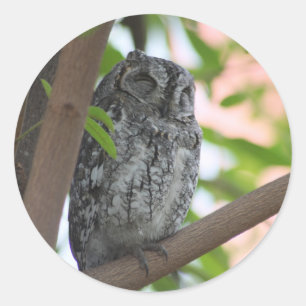 Adesivo Coruja africana dormindo numa árvore