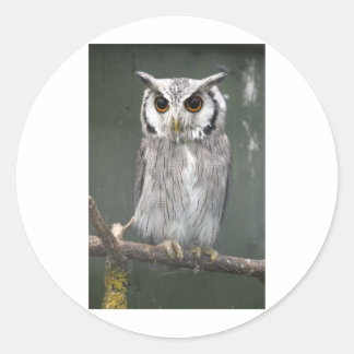 Adesivo Coruja Branca do Sul
