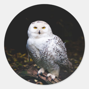 Adesivo Coruja-das-neves majestosa de inverno