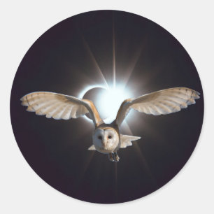 Adesivo Coruja no Exterior