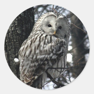 Adesivo Coruja observador