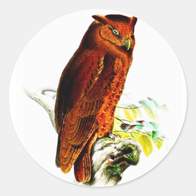 Adesivo Coruja Stickers (Frente)