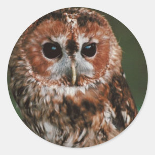 Adesivo Coruja Tawny do bebê