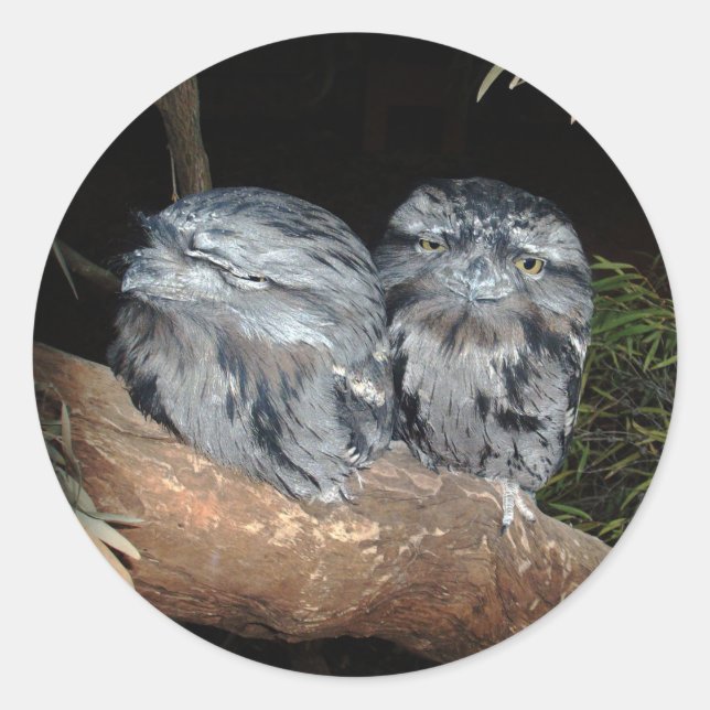 Adesivo Corujas De Frogmouth Sonolentas, (Frente)