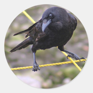 Adesivo Corvo em estradas transversaas