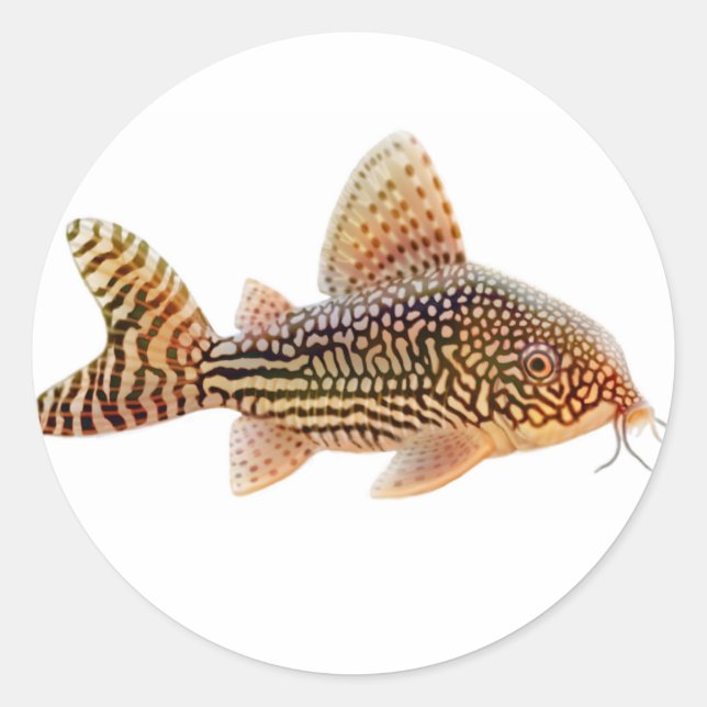 Adesivo Corydoras Sterbai Catfish Sticker (Frente)