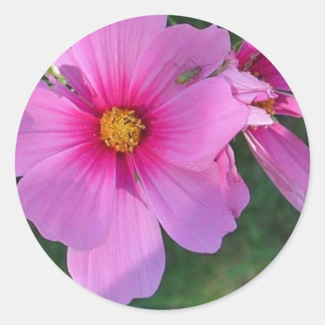Adesivo Cosmos Sticker (Frente)