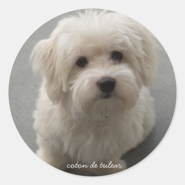 Adesivo Coton de Tulear (Frente)