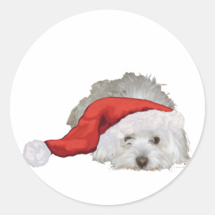 Adesivo Coton de Tulear - Esperando