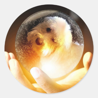 Adesivo Coton de Tulear Magic