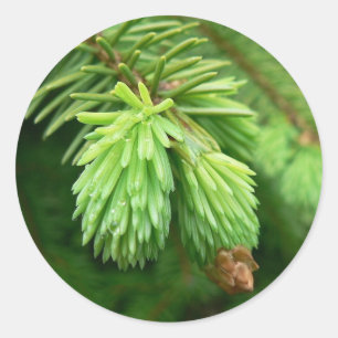 Adesivo Couve-de-chuva vermelha