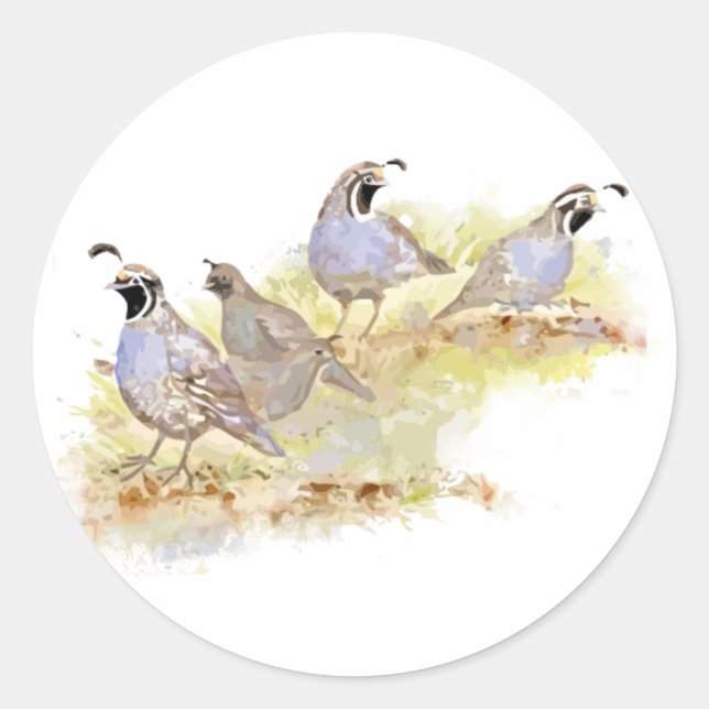 Adesivo Cozinha Aquarela California Quail Bird Art (Frente)