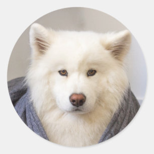 Adesivo CRB - Urso Louco