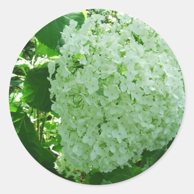 Adesivo Creamy White Annabelle Hydrangea Flower Stickers (Frente)