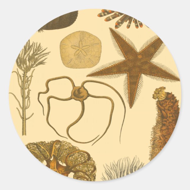 Adesivo Criaturas do Mar Subaquático (Frente)