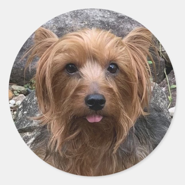 Adesivo Crie o seu próprio Pet Personalizado de Fotografia (Frente)