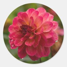 Crimson e Magenta Dahlia Stickers