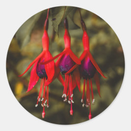 Adesivo Crimson Fuchsia Trio Stickers